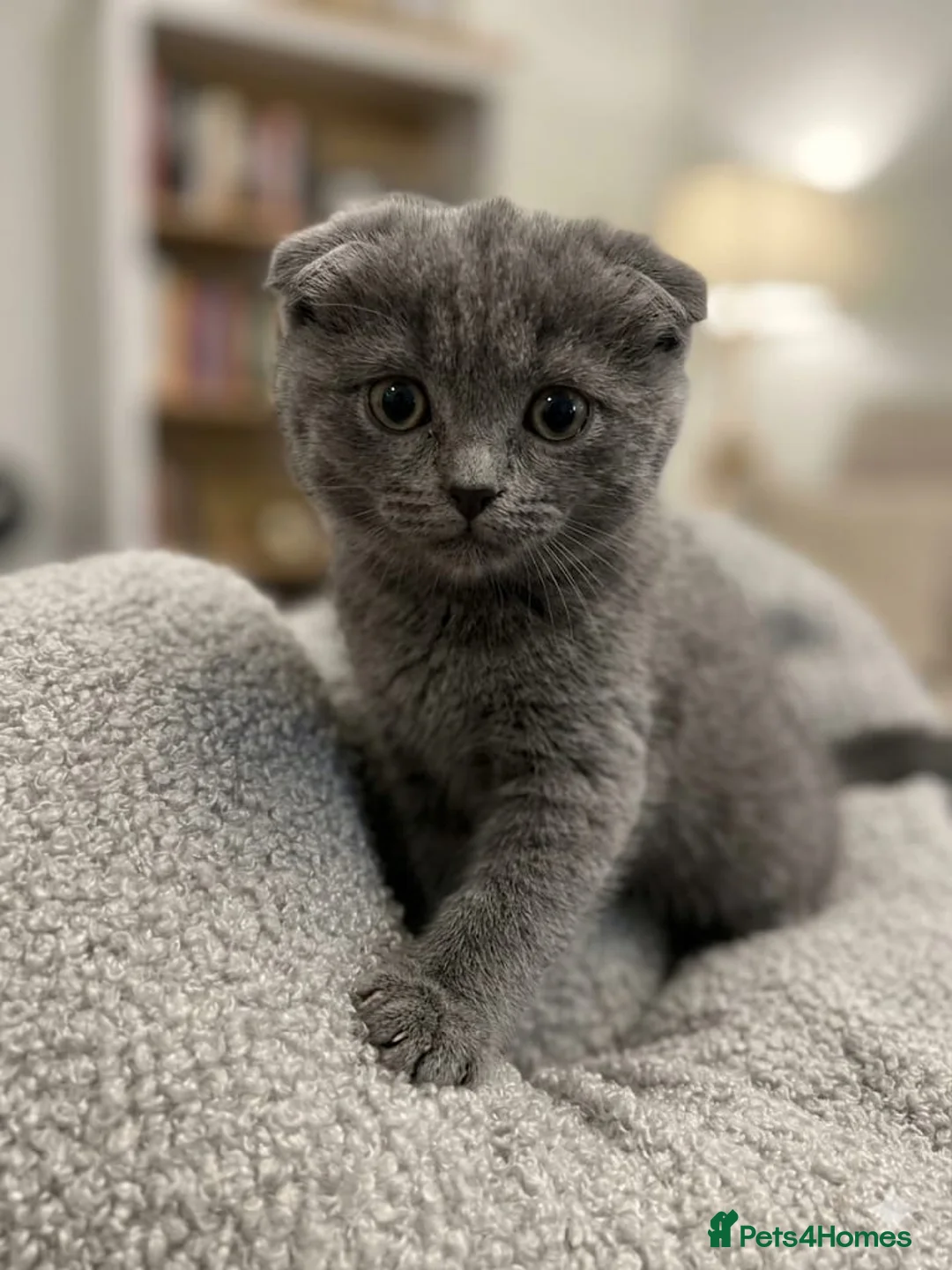 Mixed Breed cats for sale: Scottish fold x Ragdoll mix - Advert 8