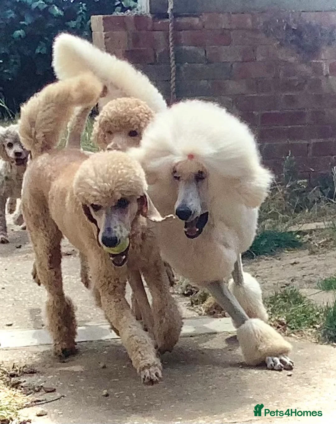 Standard Poodle dogs for stud: KC Cream Standard Poodle Stud  - Advert 2