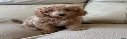 Cavapoo dogs for sale: Beautiful Cavapoo Puppy’s  - Advert 5