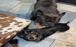 Miniature Dachshund dogs for sale: Rehoming - Mini dachshund (3) & French Bulldog (8) - Image 8