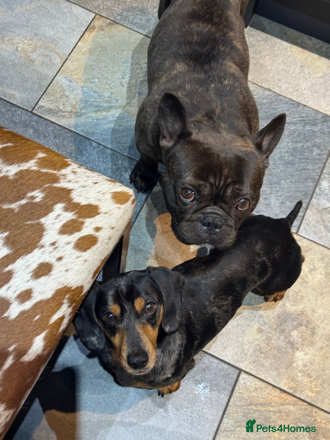 Miniature Dachshund dogs for sale: Rehoming - Mini dachshund (3) & French Bulldog (8) - Image 8