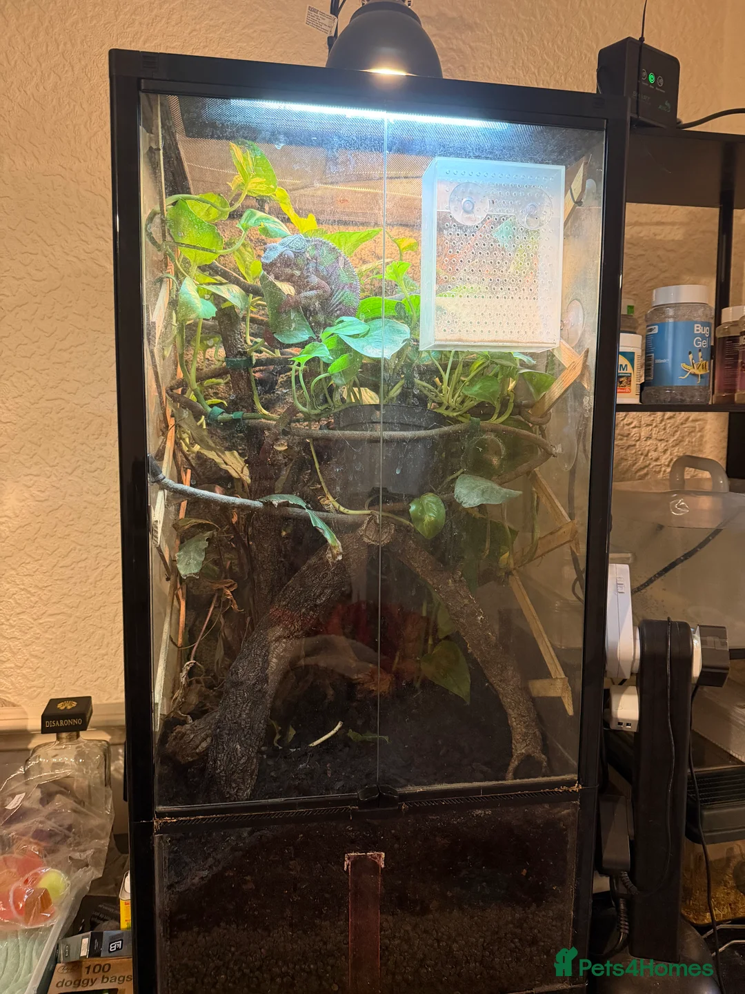 Chameleon reptiles for sale: Ambomile chameleon - Advert 10