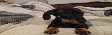 Miniature Dachshund Puppy 3