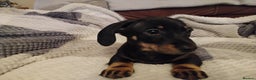 Miniature Dachshund dogs for sale: Miniature dachshund puppies - Advert 36