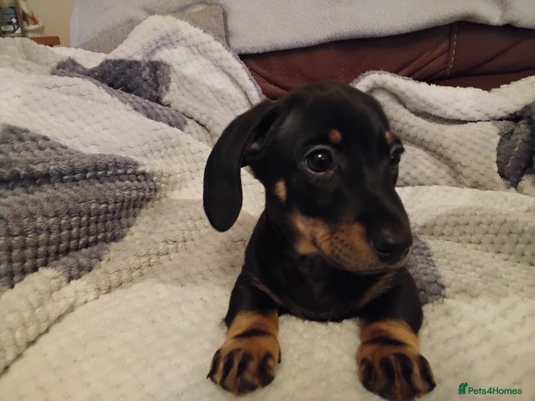 Miniature Dachshund dogs for sale: Miniature dachshund puppies - Advert 36