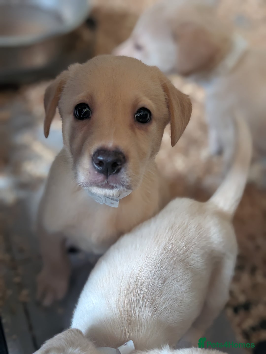 Labrador Retriever dogs for sale: KC Reg many Champion lines Drakeshead in pedigree  - Image 17