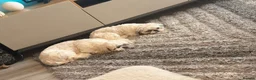 Shih Tzu dogs for sale: 1 year old Shih Tzu in Ashton-under-Lyne - Advert 4
