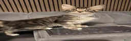 Mixed Breed cats for sale: Beautiful Ragdoll x Maine Coon Kittens  - Advert 3