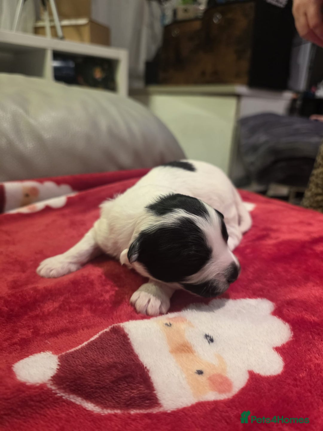 Mixed Breed dogs for sale: Pomshis - Advert 9