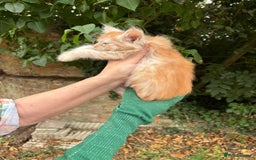 Maine Coon cats for sale: Red Maine coon female kittens, TICA reg - Image 28