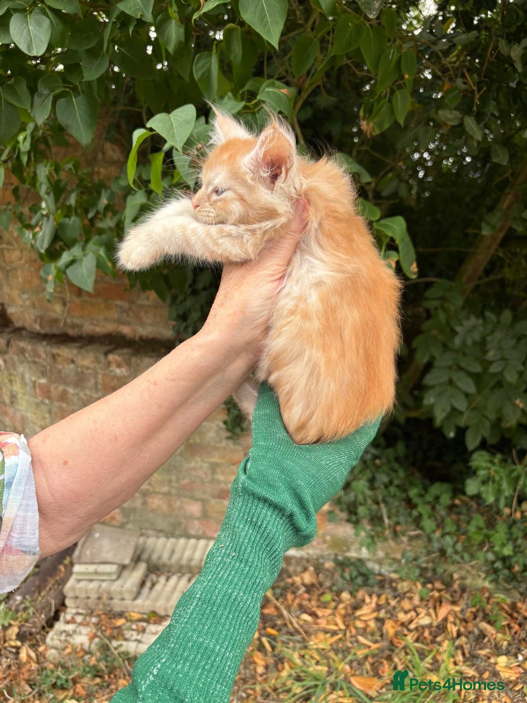 Maine Coon cats for sale: Red Maine coon female kittens, TICA reg - Image 28