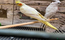 Cockatiels birds for sale: Breeding pair  - Image 7