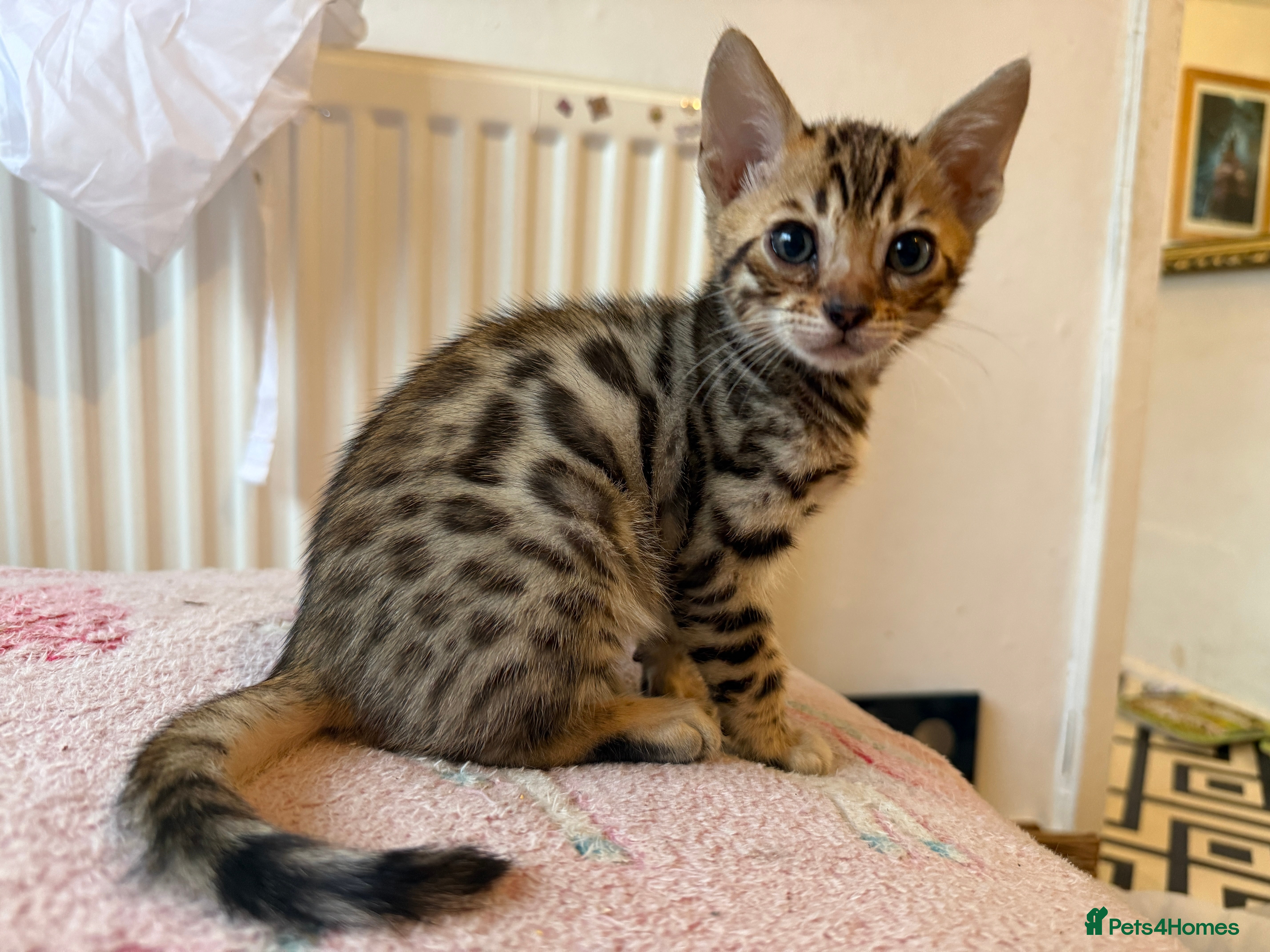 Bengal cats TICA registered Bengals  - Advert 4
