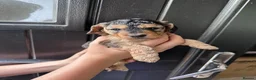 Mixed Breed dogs for sale: Beautiful Cockalier Puppies  - Advert 7