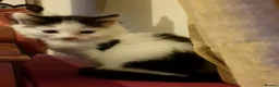 Mixed Breed cats for sale: Adorable, mischievous kittens - Advert 4
