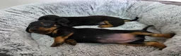 Dachshund dogs for sale: Beautiful Standard Dachshund Puppies  - Advert 15