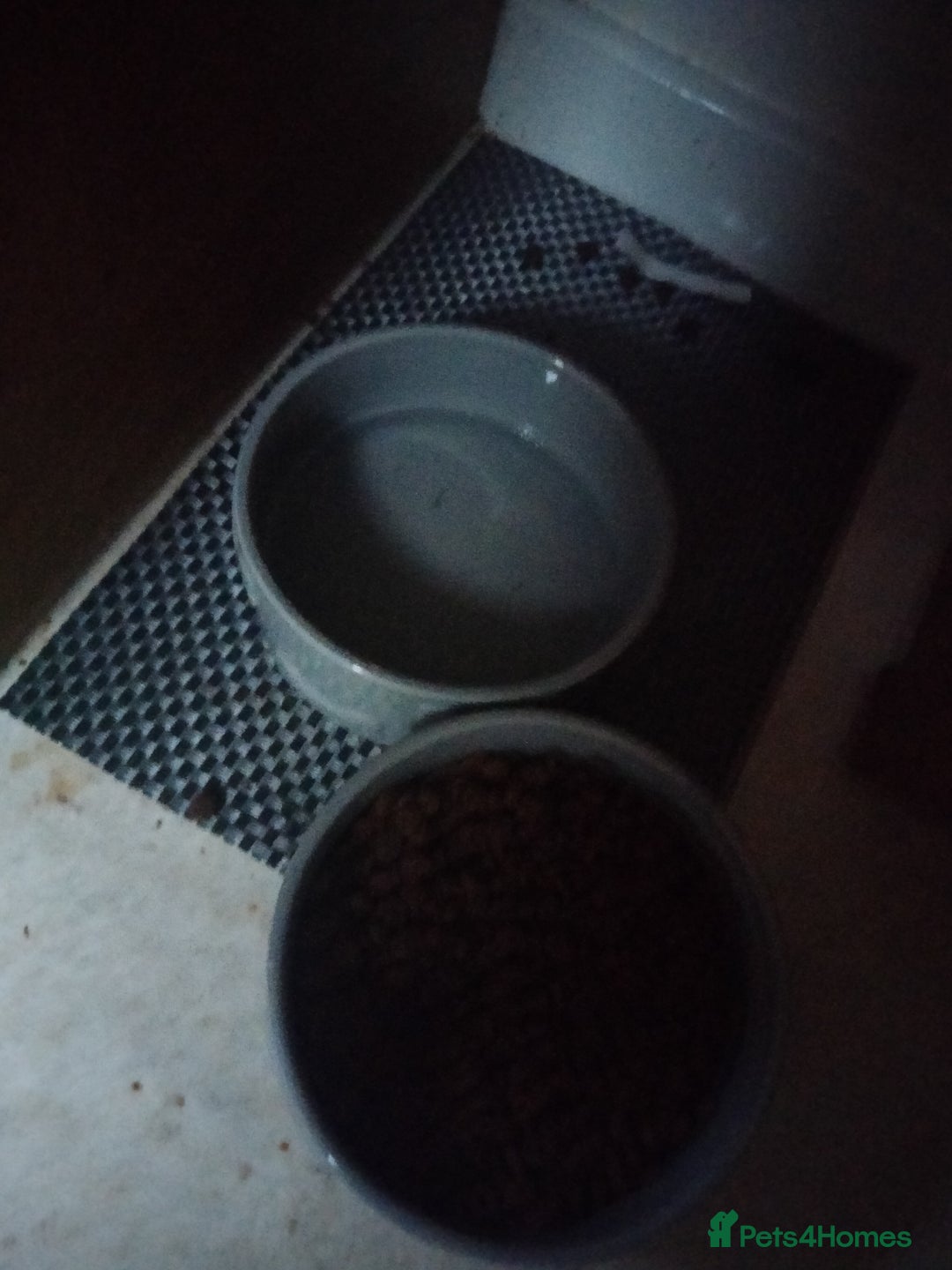 Mixed Breed dogs for sale: AMERICAN BULLDOG MIX FOR SALE ASAP - Image 8