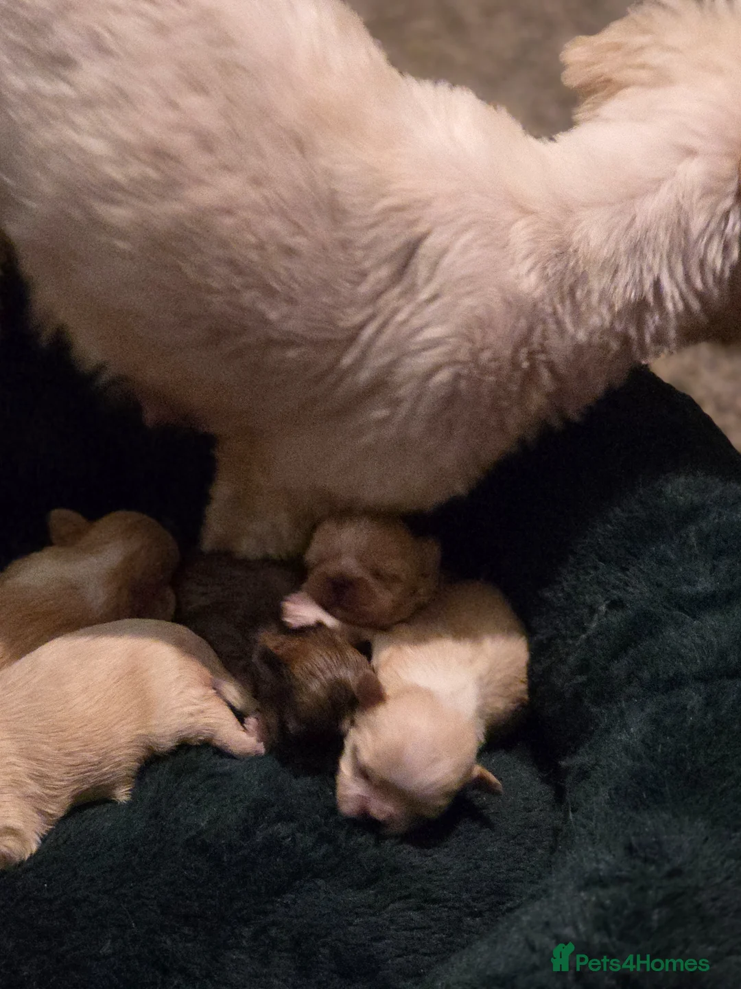 Shih Tzu dogs for sale: stunning KC Reg Imperials - Advert 10