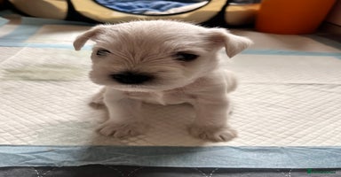 Miniature Schnauzer dogs - Advert 5