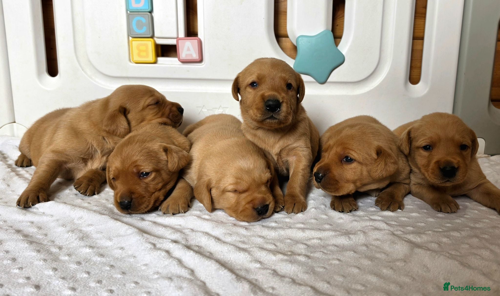 Labrador Retriever dogs 6 BEAUTIFUL FOX RED KC LABS, HEALTH TESTED PARENTS - Advert 2