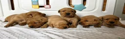 Labrador Retriever dogs for sale: 6 BEAUTIFUL FOX RED KC LABS, HEALTH TESTED PARENTS - Advert 2
