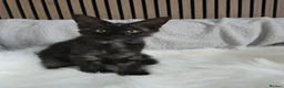 Maine Coon cats for sale: 3 Maine Coon kittens. - Advert 3