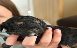 Cavapoo dogs for sale: 2 adorable male Cavapoo Puppies ! 🐾 - Image 12