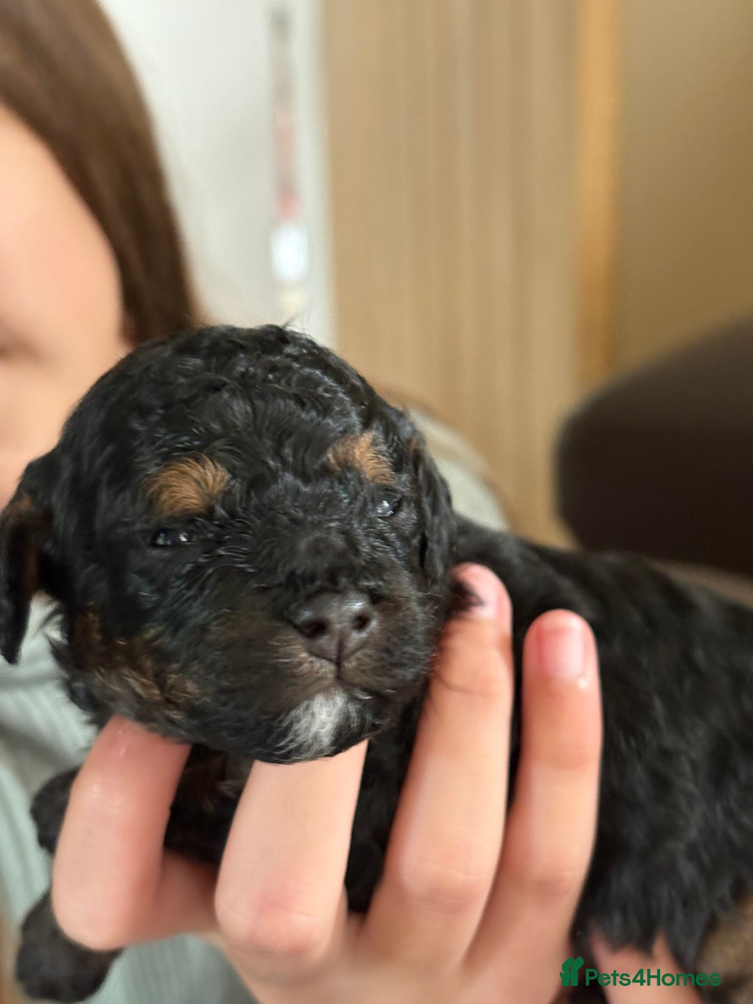 Cavapoo dogs for sale: 2 adorable male Cavapoo Puppies ! 🐾 - Image 12