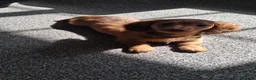 Miniature Dachshund dogs for sale: ONE LEFT!! Miniature long-haired dachshund  - Advert 3