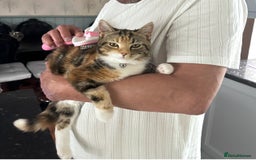 Persian cats for sale: Vichey  - Image 5