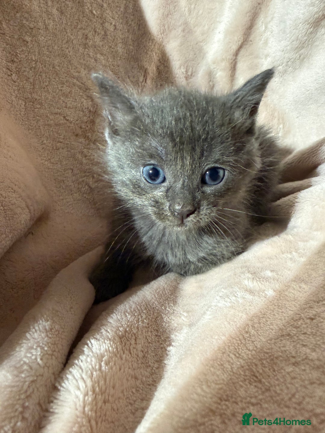 British Shorthair cats for sale: British shorthair kittens - Advert 3