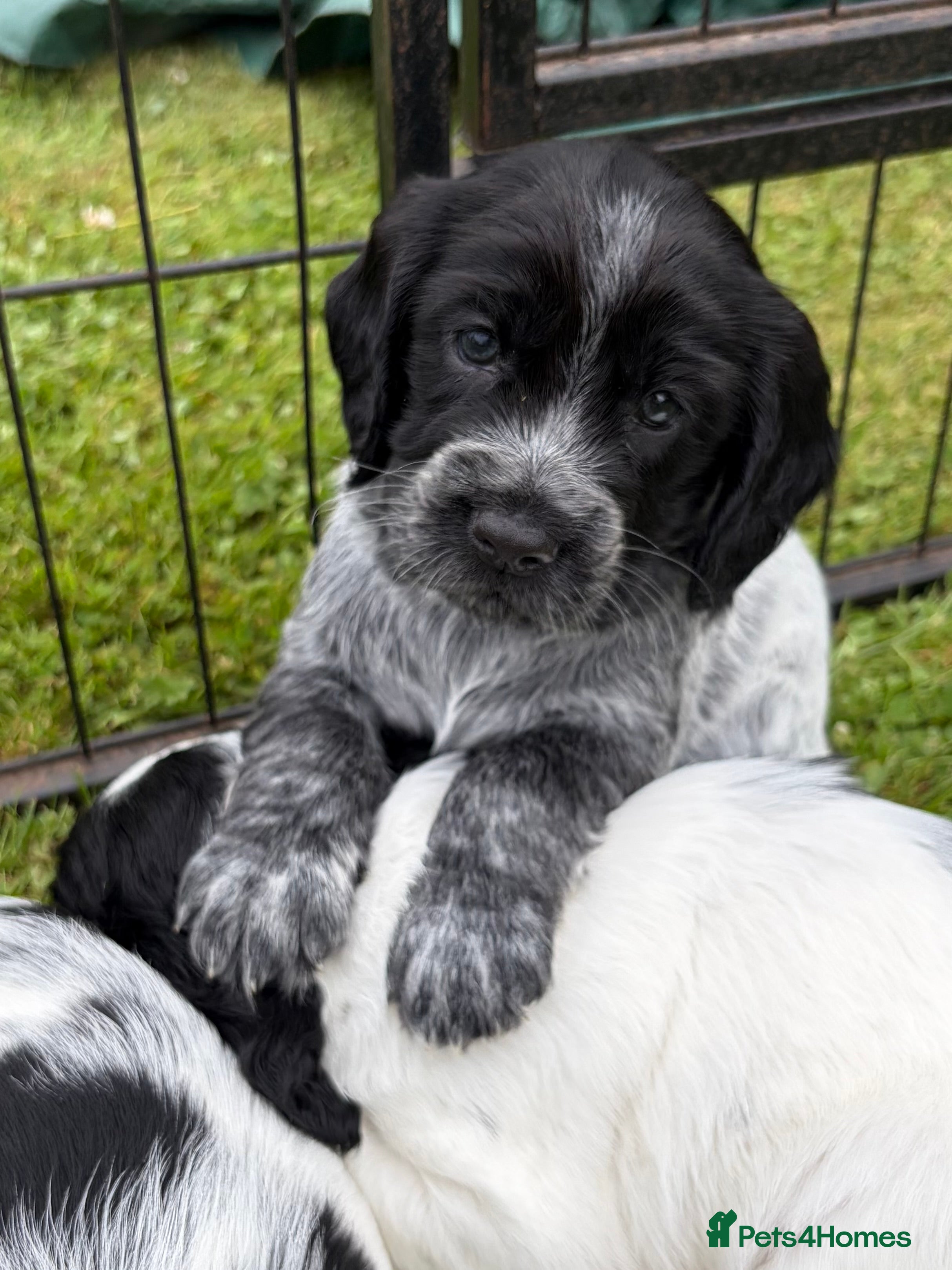 Cocker Spaniel dogs Cocker Spaniels - Advert 2
