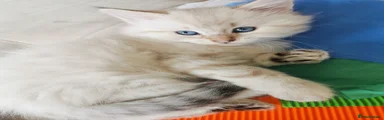 Ragdoll Kitten 4