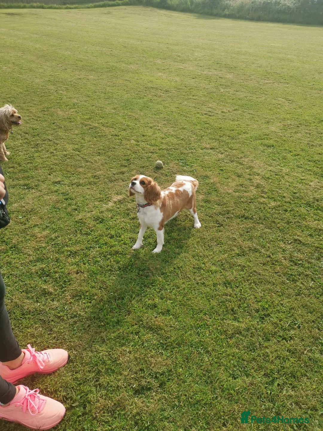 Cavalier King Charles Spaniel dogs for sale: 🐶 Lovely KC CKCS girl - Blenheim - Advert 3