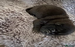 Shar Pei dogs for sale: Bear coat shar pei - Image 5