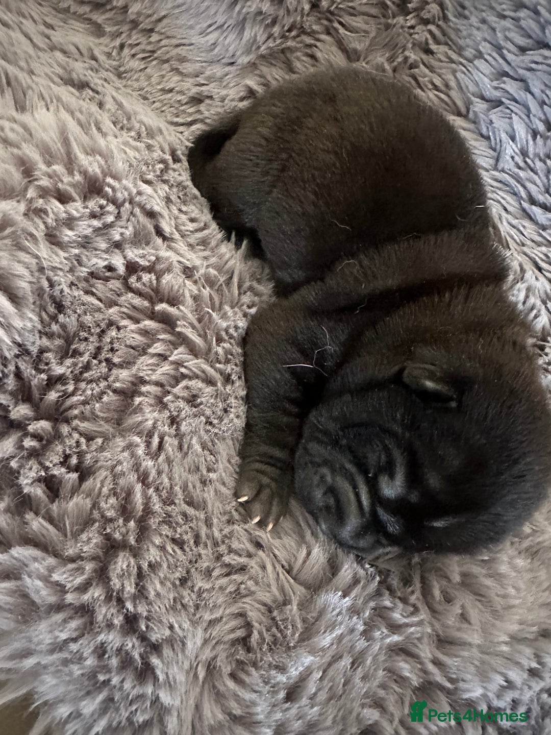 Shar Pei dogs for sale: Bear coat shar pei - Image 5