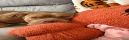 Staffordshire Bull Terrier dogs for sale: Dexter a loving pup need new home  - Advert 3