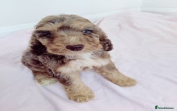 Cockapoo dogs for sale: Outstanding Cockapoo Puppies - Image 4