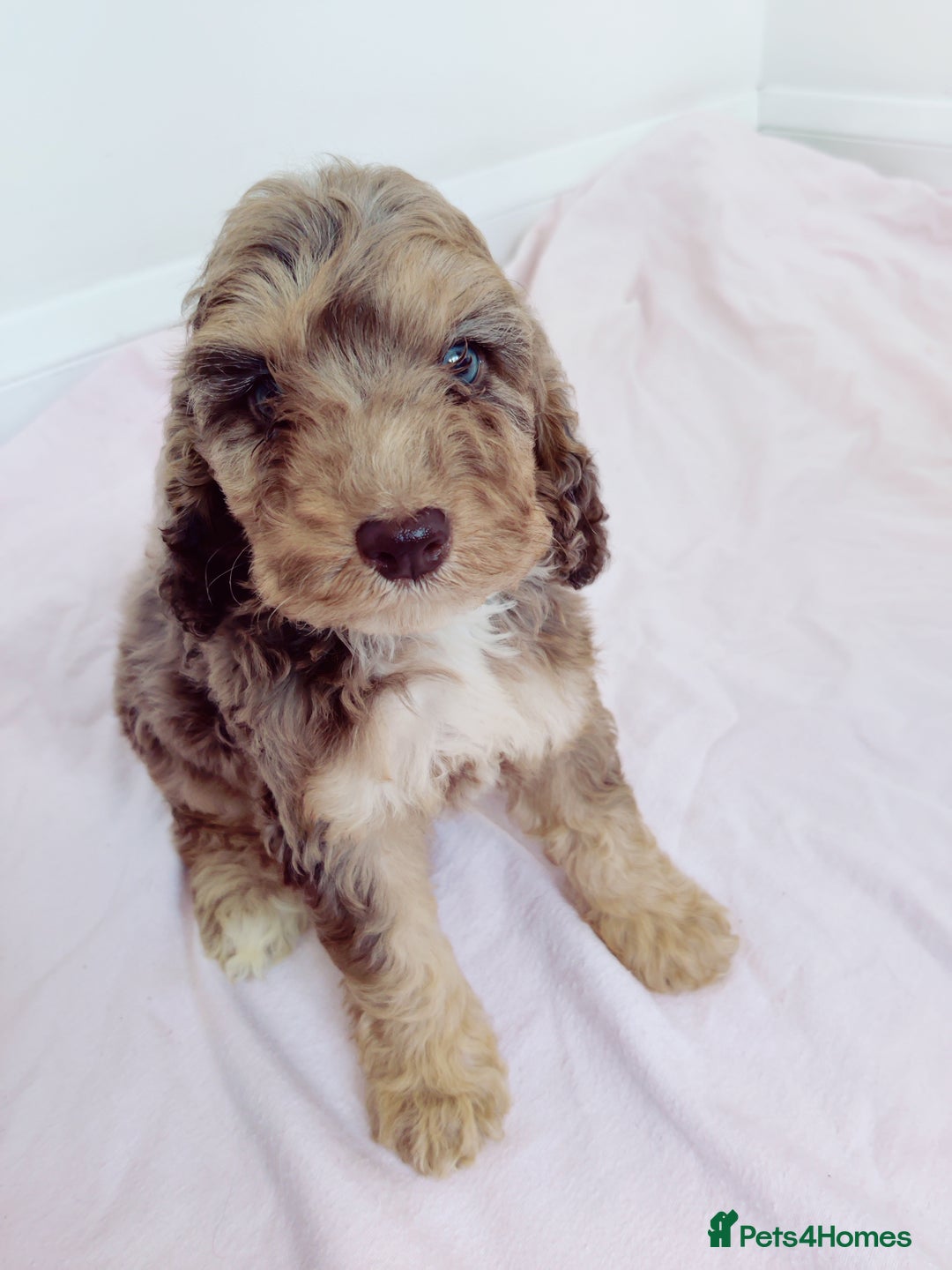 Cockapoo dogs for sale: Outstanding Cockapoo Puppies - Image 4