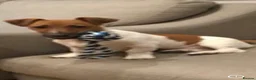 Jack Russell dogs for sale: jack russell dog in Strabane - Advert 2