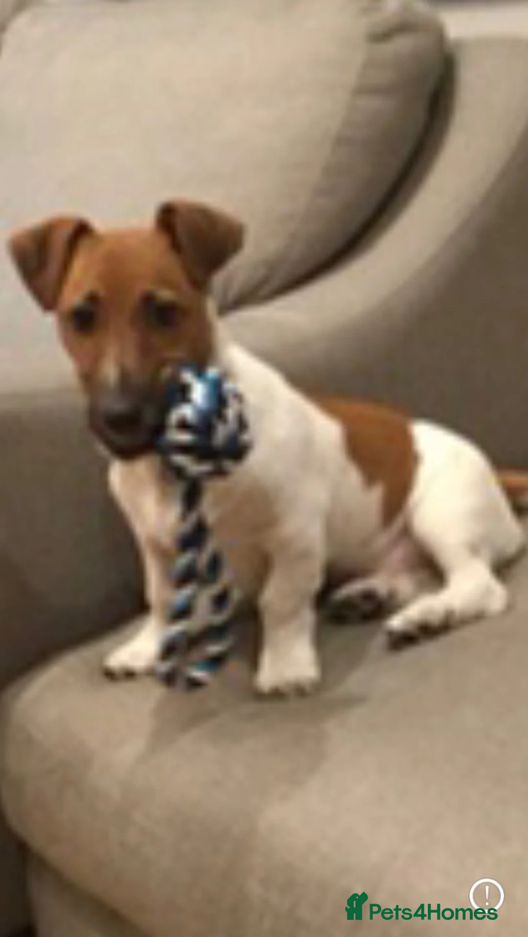 Jack Russell dogs for sale: jack russell dog in Strabane - Advert 2