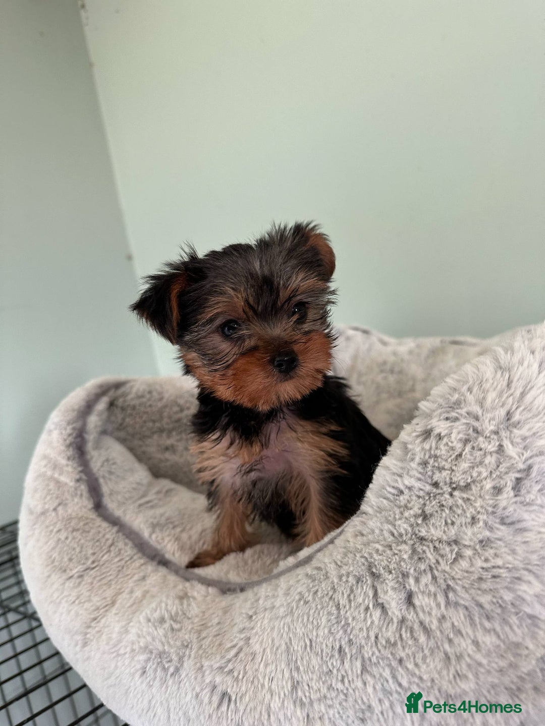 Yorkshire Terrier dogs for sale: Tiny beautiful Yorkshire Terrier - Image 10