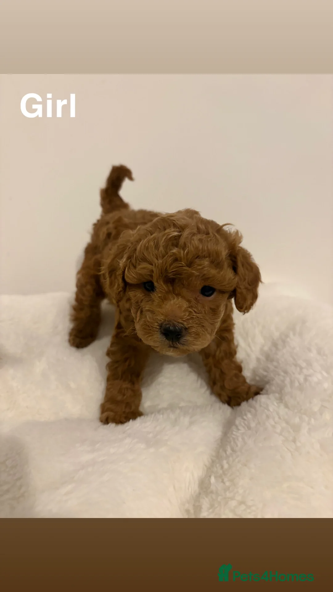 Toy Poodle dogs for sale: 5 cute curly red and apricot toy poodle puppies  - Advert 4