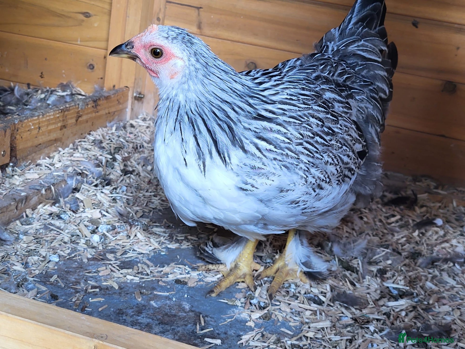 Chickens poultry Various pullets for sale  - Advert 12