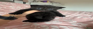 Mixed Breed Kitten 3