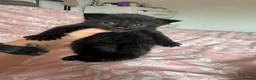 Mixed Breed cats for sale: Kittens for sale  in Bedford - Advert 13
