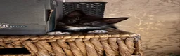 Mixed Breed cats for sale: Most loveable kittens  in Nottingham - Advert 16