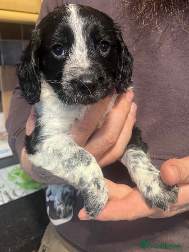 Cocker Spaniel dogs Stunning cocker spaniel puppies (blue roans)  - Advert 9