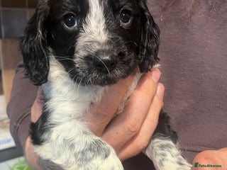 Cocker Spaniel dogs Stunning cocker spaniel puppies (blue roans) - Advert 4