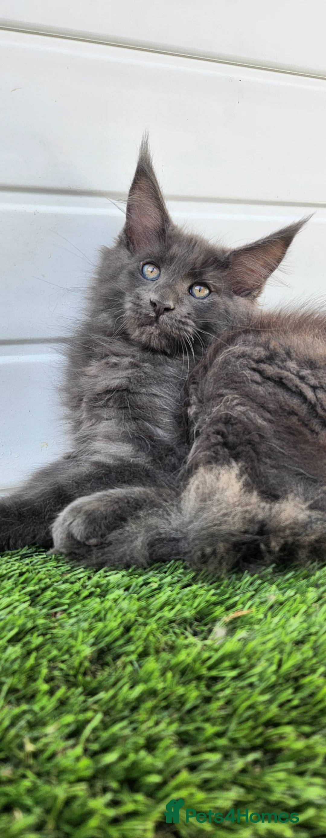 Maine Coon cats for sale: Beautiful gccf pet registered babies  - Advert 13